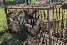 猟友会が１カ月超出動停止