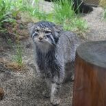 ふわふわでかわいい！　マヌルネコの「ナゴム」一般公開　那須どうぶつ王国