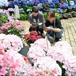 アジサイ巡る「ぶらり旅」へ　栃木市・とちぎ花センターで企画展　日本各地…