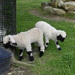 「世界で最もかわいい」赤ちゃん一般公開　那須どうぶつ王国　来園者に癒や…