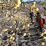 寒紅梅、ロウバイ各地で見頃　寒中の四花楽しもう！　栃木県内のスポットま…