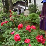 歴史彩るボタンの大輪　日光・金谷ホテル歴史館　140株、週末まで見頃
