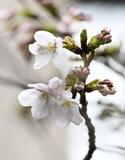 東京都心部で桜開花、気象庁発表