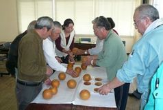 ＜86＞収穫量全国３位の本県ナシ　品種多彩豪華リレー　他県産との差別化図る