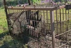 猟友会が1カ月超出動停止