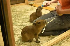 カピバラの赤ちゃん公開　那須どうぶつ王国で３年ぶり誕生【動画】