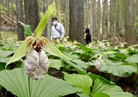 佐野・五丈の滝前植物園でクマガイソウ見…