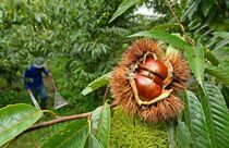 クリの収穫始まる　益子