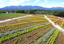 ケイトウが見頃　那須