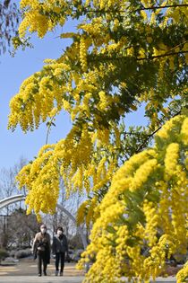みかも山公園でミモザ見頃