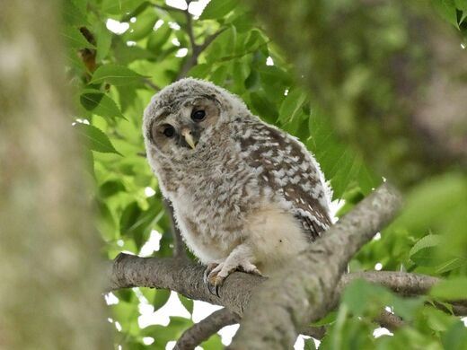 野木神社の境内に癒やし　フクロウのひな…