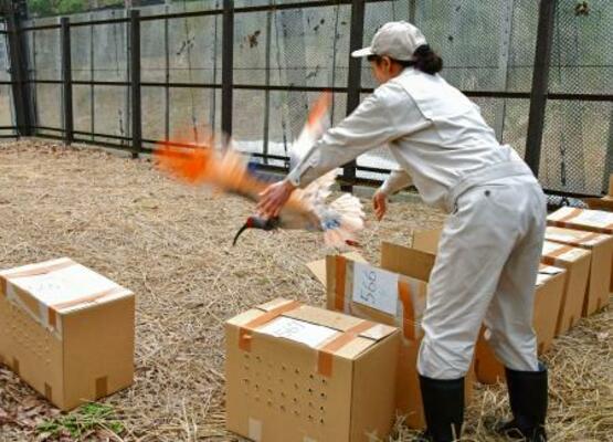 訓練用のケージに放たれるトキ=3日午前、新潟県佐渡市(環境省提供)