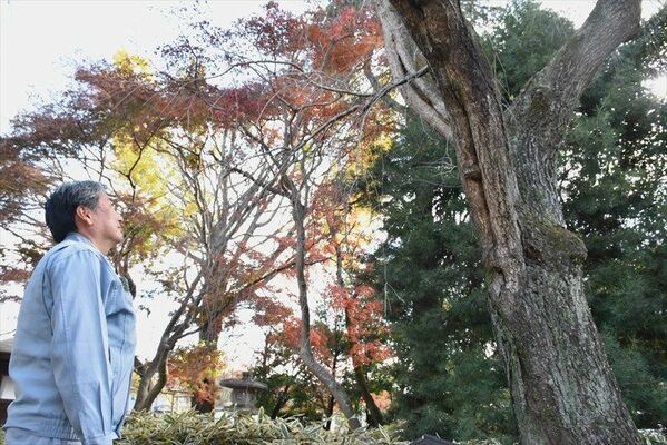 渋沢が植樹したと伝わるシダレザクラを見上げる斉藤社長＝２０２３年12月、真岡市柳林
