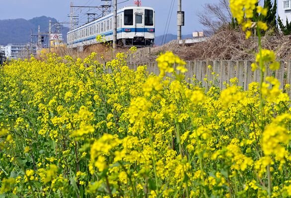 見頃を迎えている東武伊勢崎線沿線の菜の花＝16日午後１時50分、足利市朝倉町