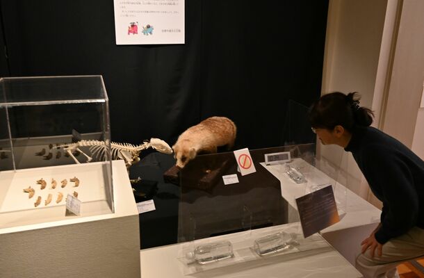 開催中の「洞窟展~地下に広がる不思議な世界~」