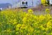 見頃を迎えている東武伊勢崎線沿線の菜の花＝16日午後１時50分、足利市朝倉町