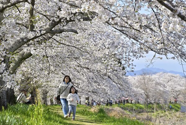 金崎の桜堤(栃木)