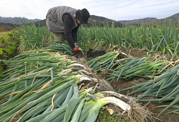 収穫が始まった新里ねぎ＝27日午後１時30分、宇都宮市新里町