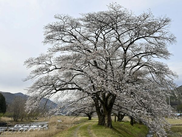 八分咲きの佐野市・佐柄見の桜=2日午後
