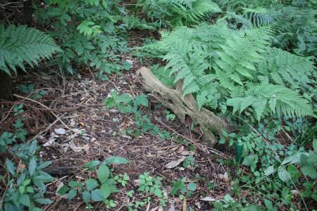 遺体が発見された山林の斜面＝２０２４年７月、茨城県常陸大宮市