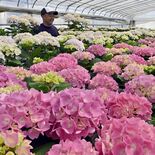 母の日に向け心込め　鹿沼でアジサイの出荷作業進む
