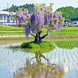SNSで拡散、矢板の「一本フジ」満開に　田園に浮かぶ紫の絶景　迷惑行為が増加も《動画あり》