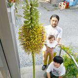 幻の花、53年目に開花　宇都宮・刈屋さん方のアガベ