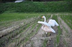 田んぼに白鳥　大田原