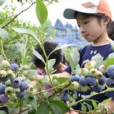 旬のブルーベリー食べ比べ　足利で「感動農園」オープン