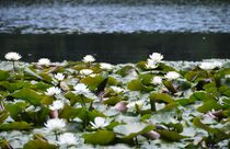 市貝でスイレン見頃