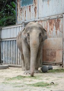 ゾウの宮子　プール改築ＣＦ