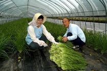 ＜13＞スタミナ満点、日本一のニラ　国内の３割が栃木産