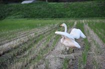 田んぼに白鳥　大田原