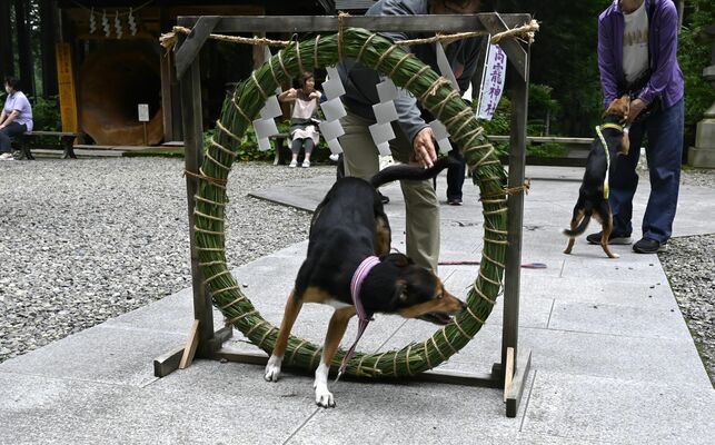 ペット用の茅の輪をくぐるイヌ
