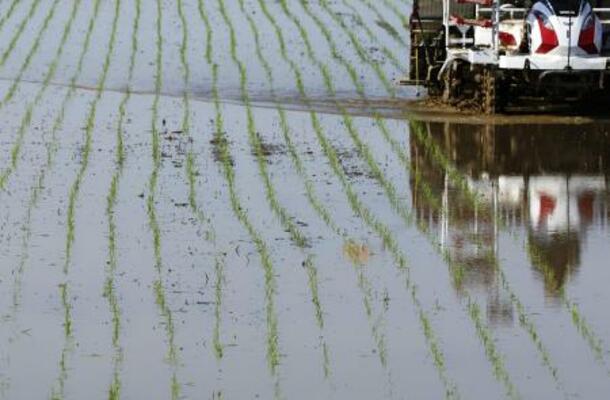 水田に植え付けられたイネの苗=新潟県三条市