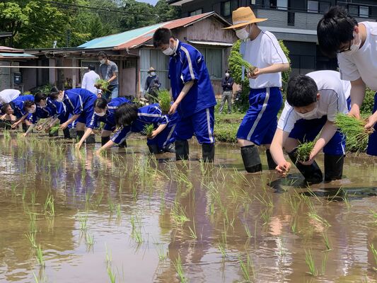 田植えを体験する生徒たち