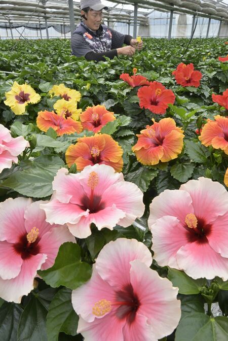 色鮮やかな大輪の花を次々に咲かせるハイビスカス＝13日午前９時35分、宇都宮市徳次郎町