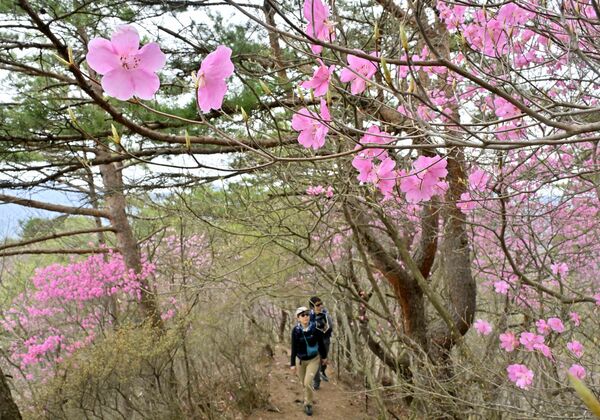 山頂近くの尾根をトンネルのように彩るアカヤシオ＝28日午前10時40分、日光市足尾町