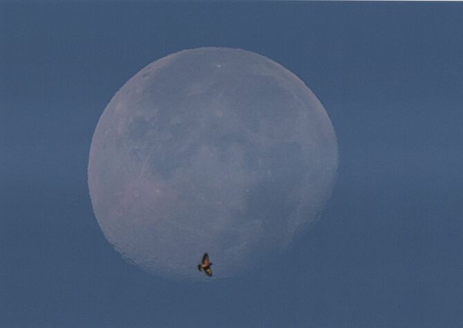 「月の軌道に乗る。」牧内有三（那須塩原）