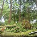 【とちぎ戦後80年　遺構は語る】船生小近くのスギ林（塩谷）