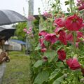日光の大谷向駅前でタチアオイ見頃　色鮮やかに、梅雨の訪れ告げる