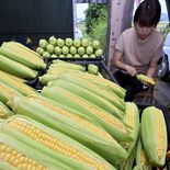 甘い実ずしり　トウモロコシ出荷本格化　猛暑で急成長、収穫大忙し　鹿沼・…