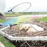 愛称お披露目へ　小山・コウノトリのひな３羽　25日に命名式、誕生記念の…