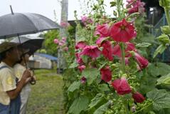 梅雨訪れ告げるタチアオイ見頃