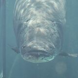 変顔や癒やし系「うおづら」をアピール　なかがわ水遊園で５月６日まで企画展