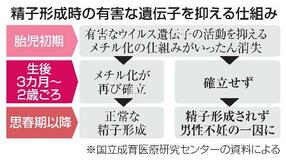 精子形成の鍵、不妊解明へ