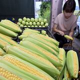 甘い実ずしり　トウモロコシ出荷本格化　猛暑で急成長、収穫大忙し　鹿沼・まるお農園