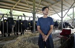 島外退避に不安、沖縄「有事に牛残せぬ」