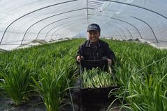 ＜115＞甘さ格別　冬のスタミナ源　生産量全国２位の本県ニラ　「日本一奪回運動」を展開