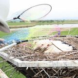 愛称お披露目へ　小山・コウノトリのひな３羽　25日に命名式、誕生記念のマルシェも